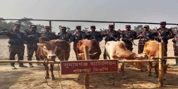 বিজিবির অভিযানে ৭ লক্ষাধিক টাকার ভারতীয় গরু জব্দ 
